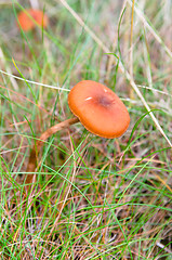 Image showing Mushroom among grass, close-up