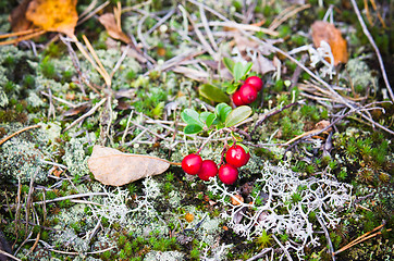 Image showing Red berries of a cowberry on bushes, a close up