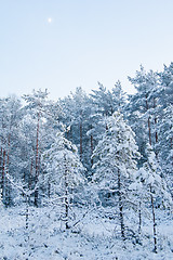 Image showing winter landscape in the forest