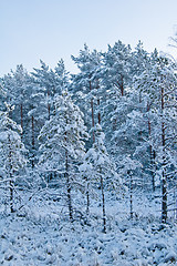 Image showing winter landscape in the forest