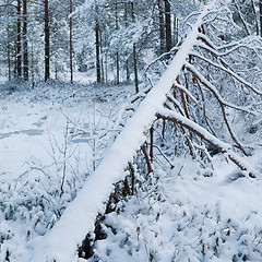 Image showing winter landscape in the forest