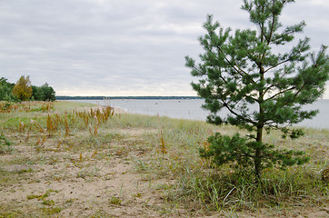 Image showing Young pine on coast of Baltic sea