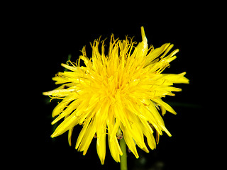 Image showing Yellow dandelion