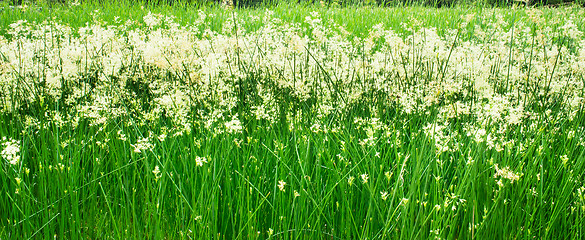 Image showing Green Plant Background