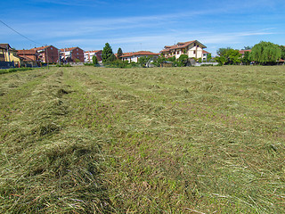 Image showing Hay in a field
