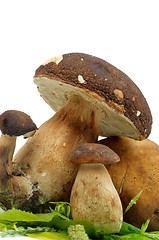 Image showing Boletus