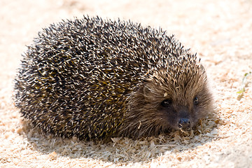 Image showing hedgehog on sawdust background