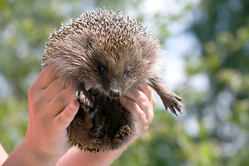 Image showing hedgehog in human hands