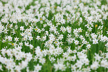 Image showing Meadow with blooming wild white Narcissus