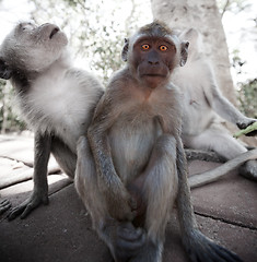 Image showing Frightened young monkey - crab-eating macaque