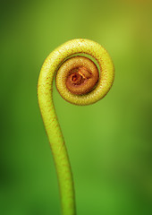 Image showing Young shoot of fern close up