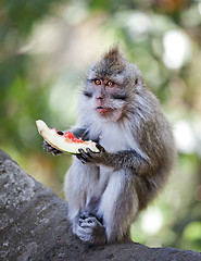 Image showing Crab-eating macaque eat juicy fruit