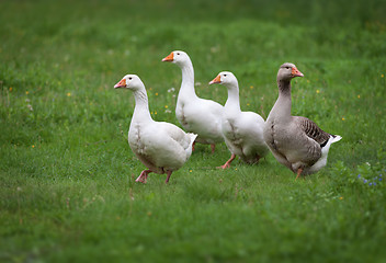 Image showing Domestic geese on a meadow