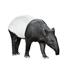 Image showing Malayan Tapir isolated on white background