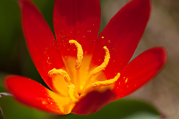 Image showing Red Crocus Flower