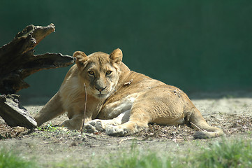 Image showing Lioness