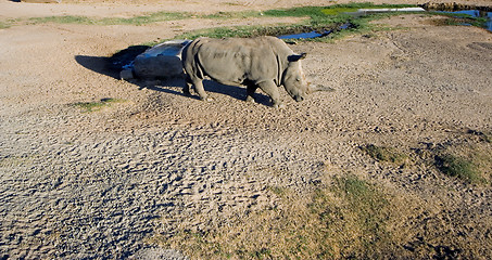 Image showing White rhinoceros