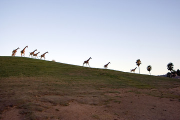 Image showing Giraffe family