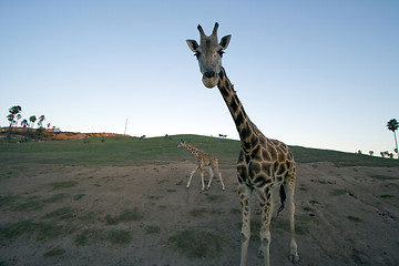 Image showing Giraffe family