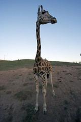 Image showing solitary giraffe