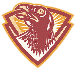 Image showing Hawk Falcon Bird Head Shield