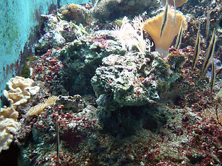 Image showing Underwater series
