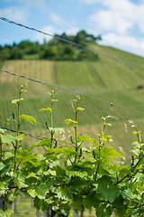 Image showing Spring Vineyard