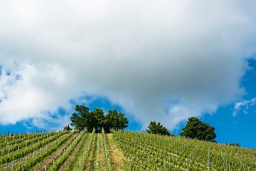 Image showing Spring Vineyard with great blue sky