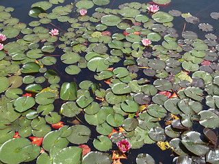 Image showing Waterlily