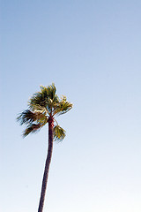 Image showing Tropical Palm tree