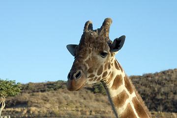 Image showing Giraffe Close-up