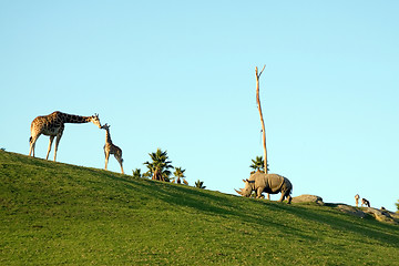 Image showing Giraffes and rhino