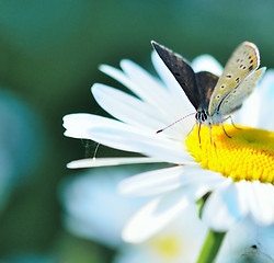 Image showing butterfly