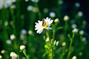 Image showing butterfly