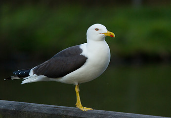 Image showing Lesser Black-backed Gull