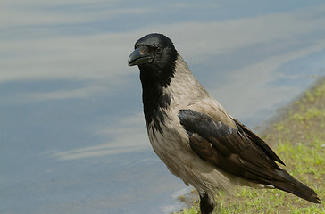 Image showing Hooded Crow