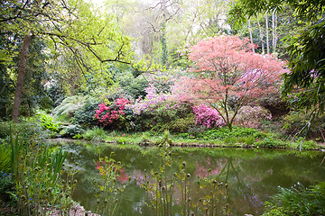 Image showing Blooming trees in the nature