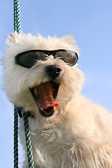 Image showing Happy Westie dog