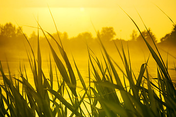 Image showing Golden bulrush