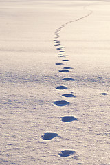 Image showing Animal tracks on snow