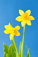 Image showing Daffodils