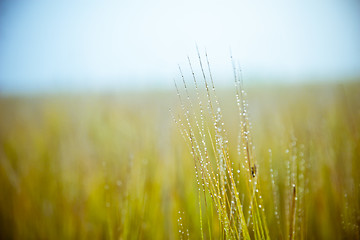 Image showing Farm field