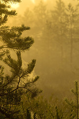 Image showing Misty swamps