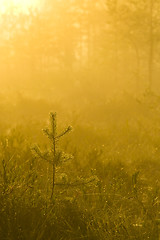 Image showing Misty swamps