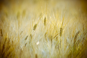 Image showing Cropfield