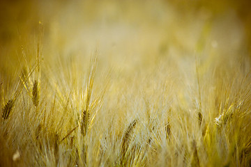 Image showing Cropfield