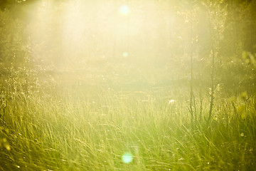 Image showing Light-leak meadow