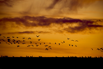 Image showing Flock of birds