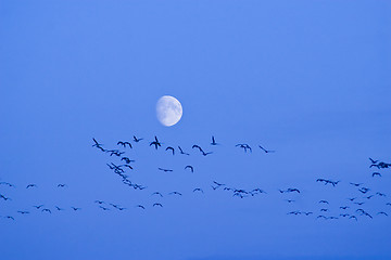 Image showing Birds flying to the moon