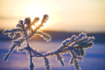 Image showing Frozen needles